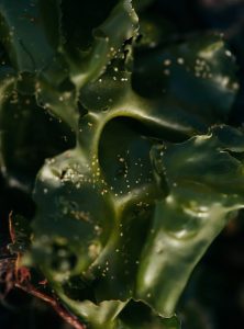 Alga
